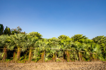 Fototapeta na wymiar Arecaceae palm plant a clear sky background