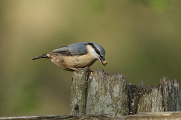 A beautiful Nuthatch, Sitta europaea, perching on a tree stump in a forest with an insect in its beak. 