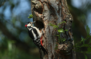 A stunning male Great spotted Woodpecker, Dendrocopos major, perching on the edge of its nesting hole in a Willow tree with a beak full of insects, which it is just about to feed to its babies.