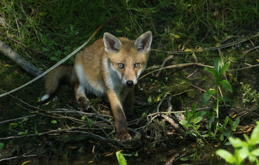 A cute wild Red Fox cub, Vulpes vulpes,  sitting at the edge of a river where it has been having a drink.