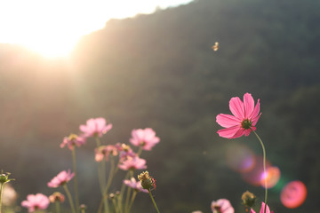 Cosmos flower in the garden on a mountains background before sunset.