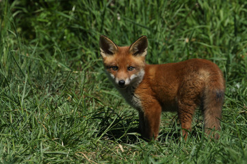A cute wild Red Fox cub, Vulpes vulpes, standing in the long grass.