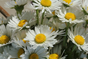 Bouquet of daisies