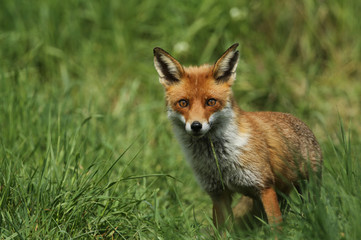 A magnificent wild Red Fox (Vulpes vulpes) hunting for food to eat in the long grass.	