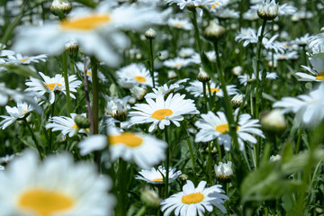 Daisy flower on a green meadow.