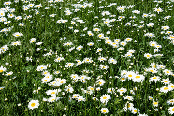 Summer field of daisies.