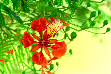 Fototapeta premium Beautiful flower of royal poinciana. Ornamental tree Delonix regia, flamboyant or flame tree. Place for text.
