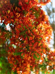 Ornamental tree  Delonix regia, royal poinciana, flamboyant or flame tree