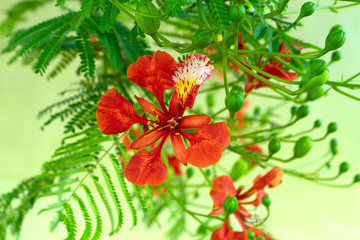 Beautiful flower of royal poinciana. Ornamental tree  Delonix regia, flamboyant or flame tree.