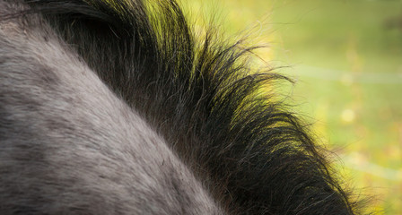 Black Mane - Grey Horse