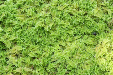 Background and texture form moss.