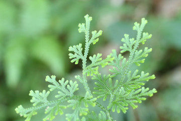 Green fern leaf with bokeh lights background.