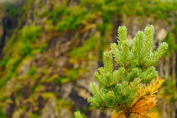 Green coniferous pine tree