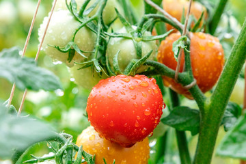 Fresh, ripe organic tomatoes on a branch in a vegetable garden after the rain