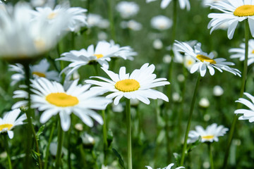 Daisy flower on a green meadow.
