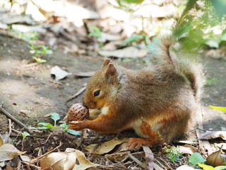 クルミを食べるニホンリス