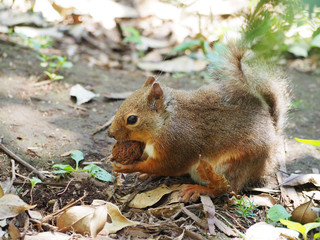 クルミを食べるニホンリス