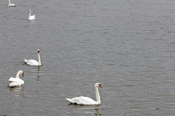 Beautiful white swans