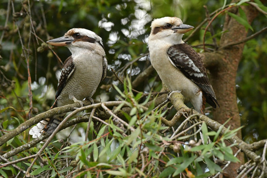 Laughing Kookaburra pair