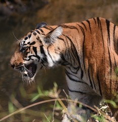 Golden tiger