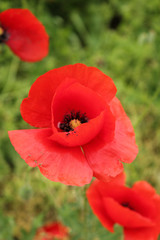 Fototapeta premium Poppy on green background 