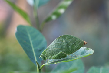 Leaf insects are camouflaged taking on the appearance of leaves. They do to mimic a real leaf so...