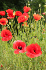 Poppy on green background 