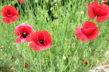 Poppy on green background 