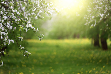 spring blooming apple tree garden