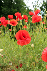 Poppy on green background 