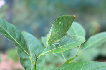 Leaf insects are camouflaged taking on the appearance of leaves. They do to mimic a real leaf so...