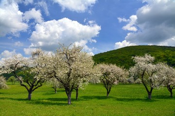 Fototapeta na wymiar many apple trees in bloom in a field