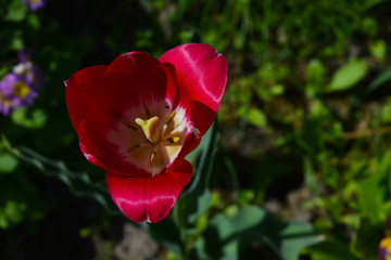 Fototapeta premium red tulips in the garden