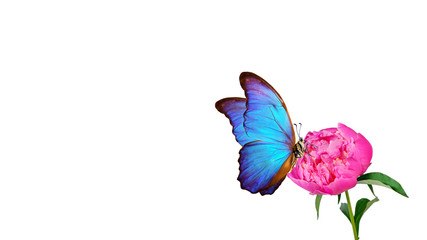 Obraz na płótnie Canvas Beautiful blue morpho butterfly on a flower on a white background. copy spaces. pink peony bud and butterfly