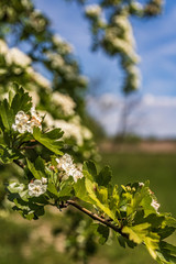 Appleblossoms in spring with blue sky in the background