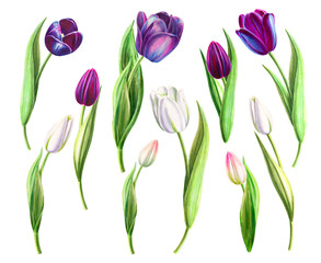 Set of beautiful black and white tulips. Floral collection. Marker drawing. Watercolor painting. Flower composition of design elements. Greeting card. Painted background. Hand drawn illustration.