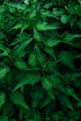 Background with green nettle leaves.