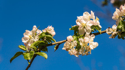 Appleblossoms in spring with blue sky in the background