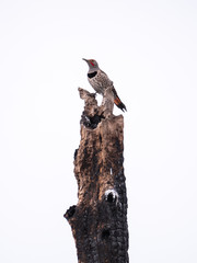northern flicker bird on old tree