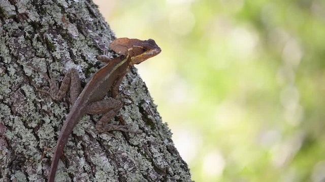 Brown basilisk on the tree
