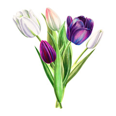 Bouquet of beautiful black and white tulips. Floral collection. Marker drawing. Watercolor painting. Flower composition of design elements. Greeting card. Painted background. Hand drawn illustration.