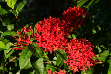 Red ixora under sunshine