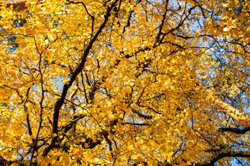 Birch tree branches in autumn, Finland