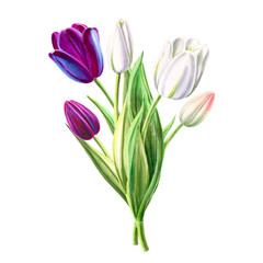 Fototapeta premium Bouquet of beautiful black and white tulips. Floral collection. Marker drawing. Watercolor painting. Flower composition of design elements. Greeting card. Painted background. Hand drawn illustration.