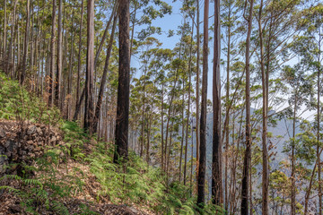 Forest view with blue sky