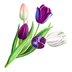 Bouquet of beautiful black and white tulips. Floral collection. Marker drawing. Watercolor painting. Flower composition of design elements. Greeting card. Painted background. Hand drawn illustration.