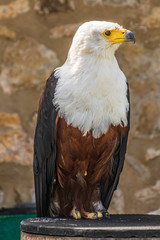 Beautiful bald eagle sitting in front of stone wall