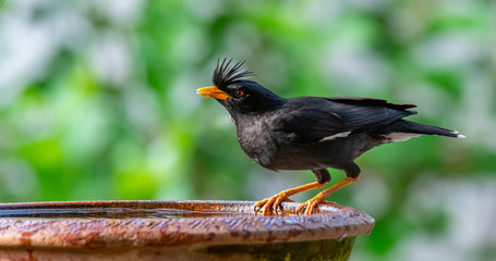 White-vented Myna perching and drinking from clay bowl of water