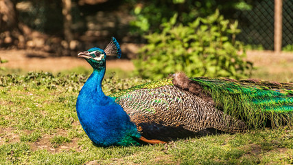 Beautiful peacock portrait lying on the ground