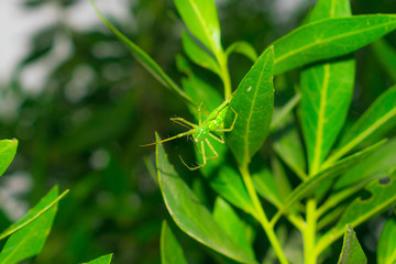close up of a green spider hanging on by a leaf with a single thread